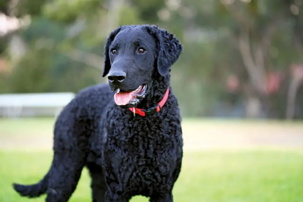 Curly-coated retriever | Hunting, Waterfowl, Sporting | Britannica