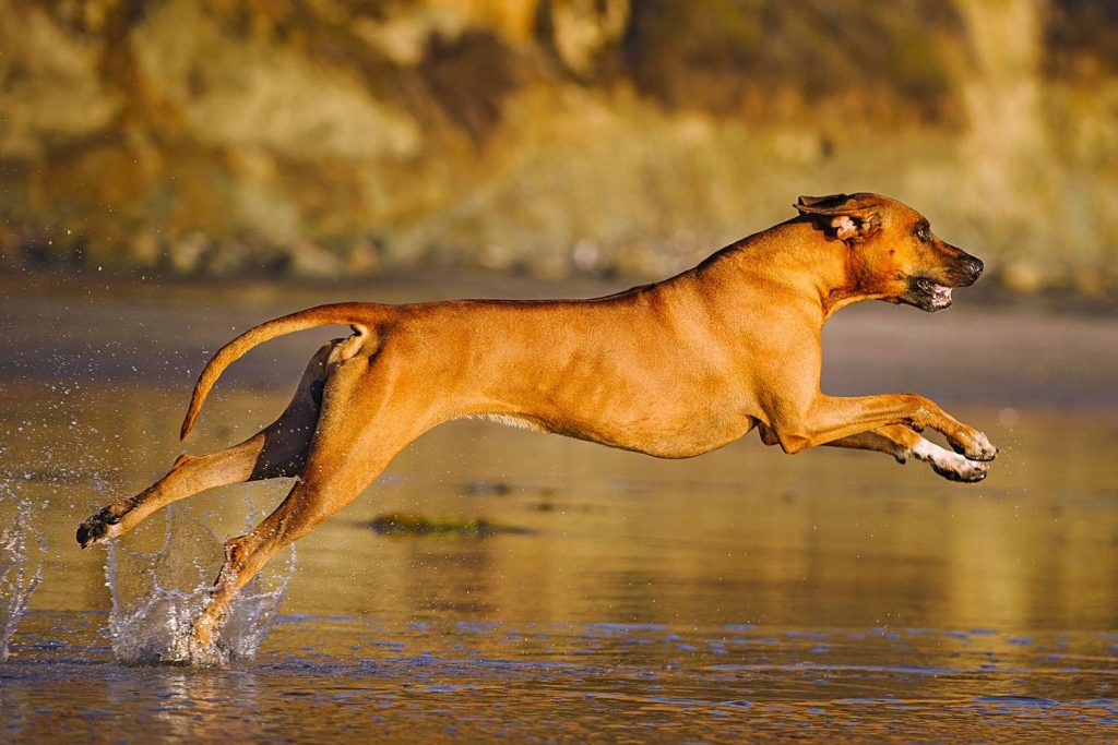 Rhodesian Ridgeback Dog running exercise