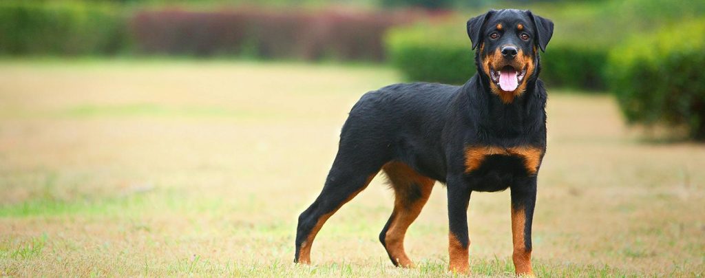 Rottweiler Dog Prepared for training.