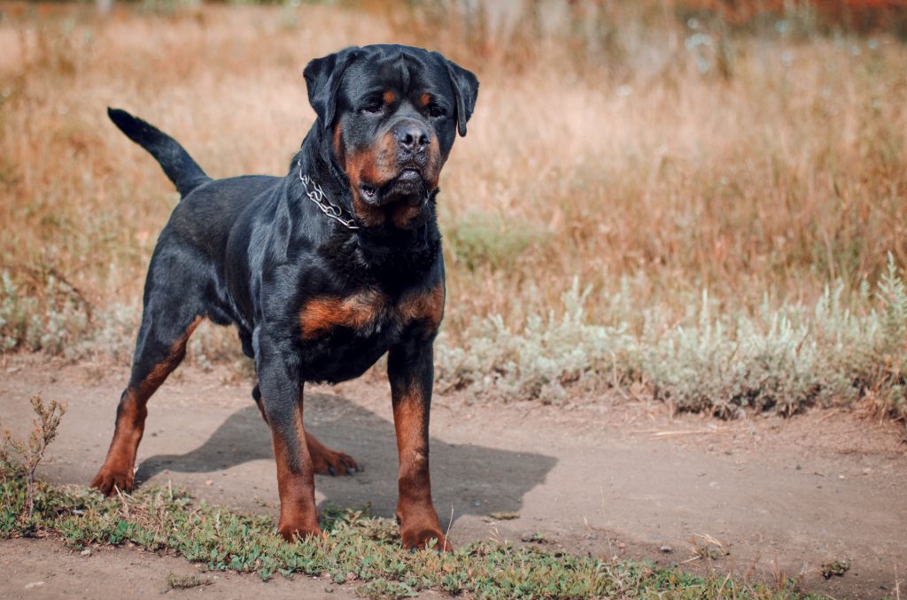 Rottweiler Dog