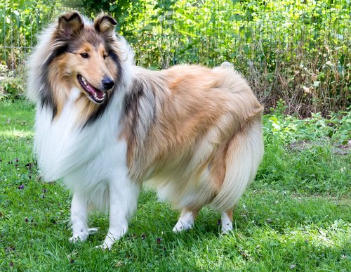 Rough Collie Dog Breed Information