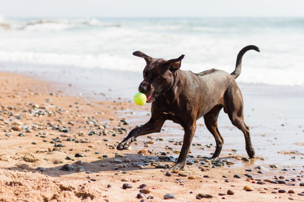 Phu Quoc Ridgeback Dog training on beach