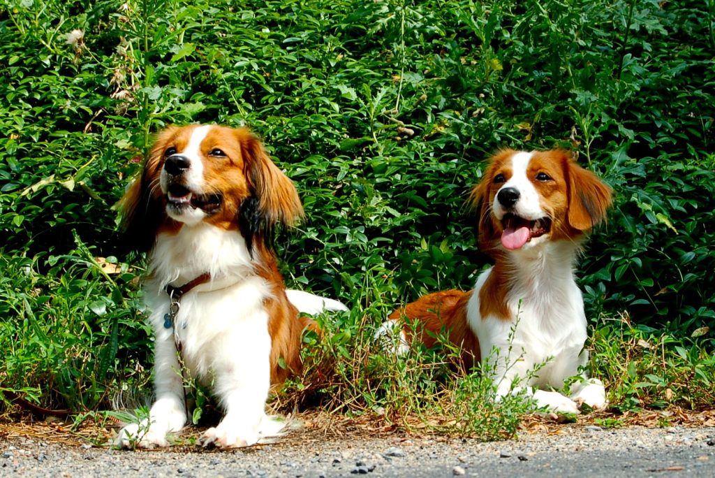 Saint-Usuge Spaniel Dog Clean air is beneficial for one's health.