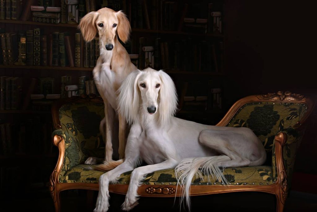 Saluki Dog two different colours