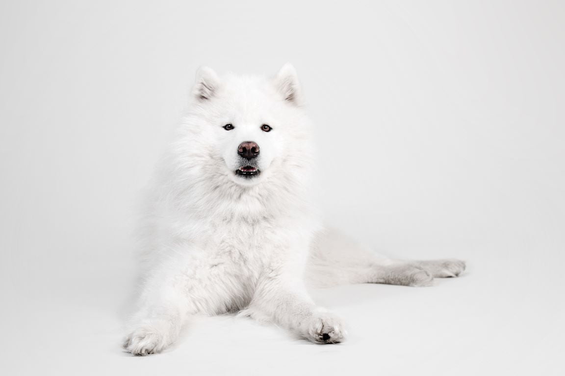 Samoyed Dog Dog Breed Information