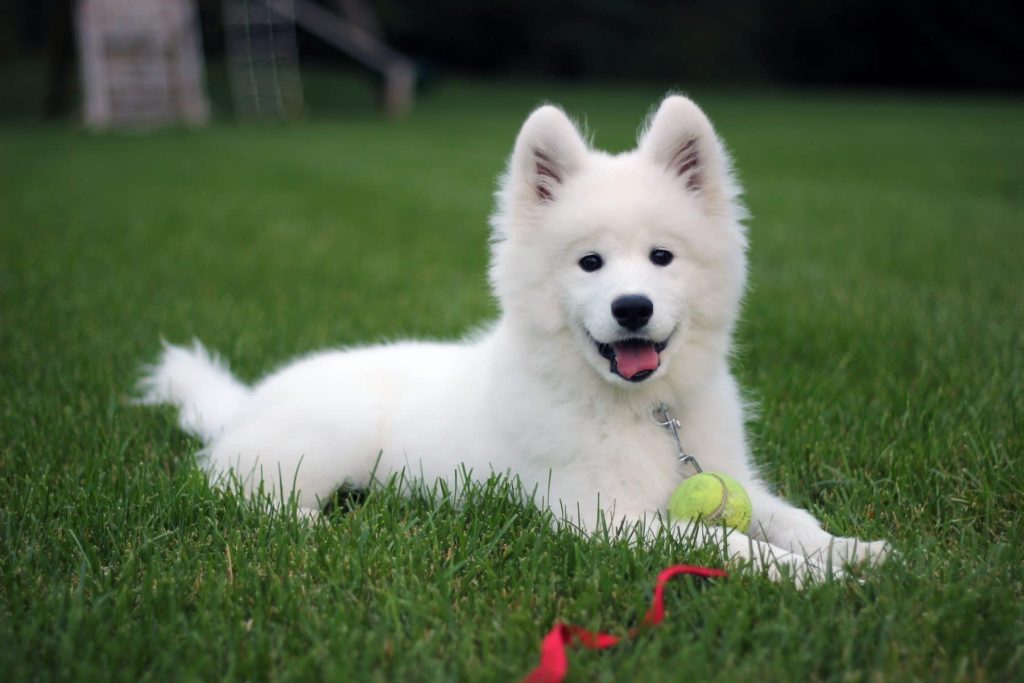 Samoyed Dog Clean air is beneficial for one's health.
