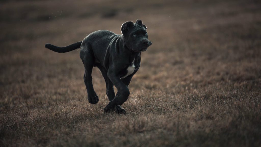 Swinford Bandog Dog running exercise