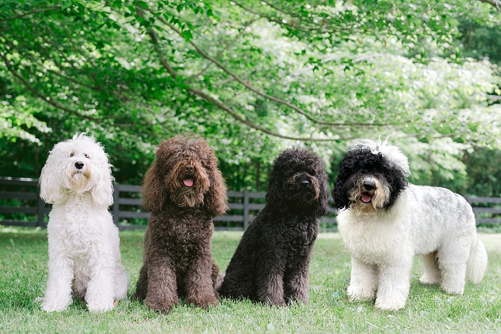 Barbet Dog four different colours