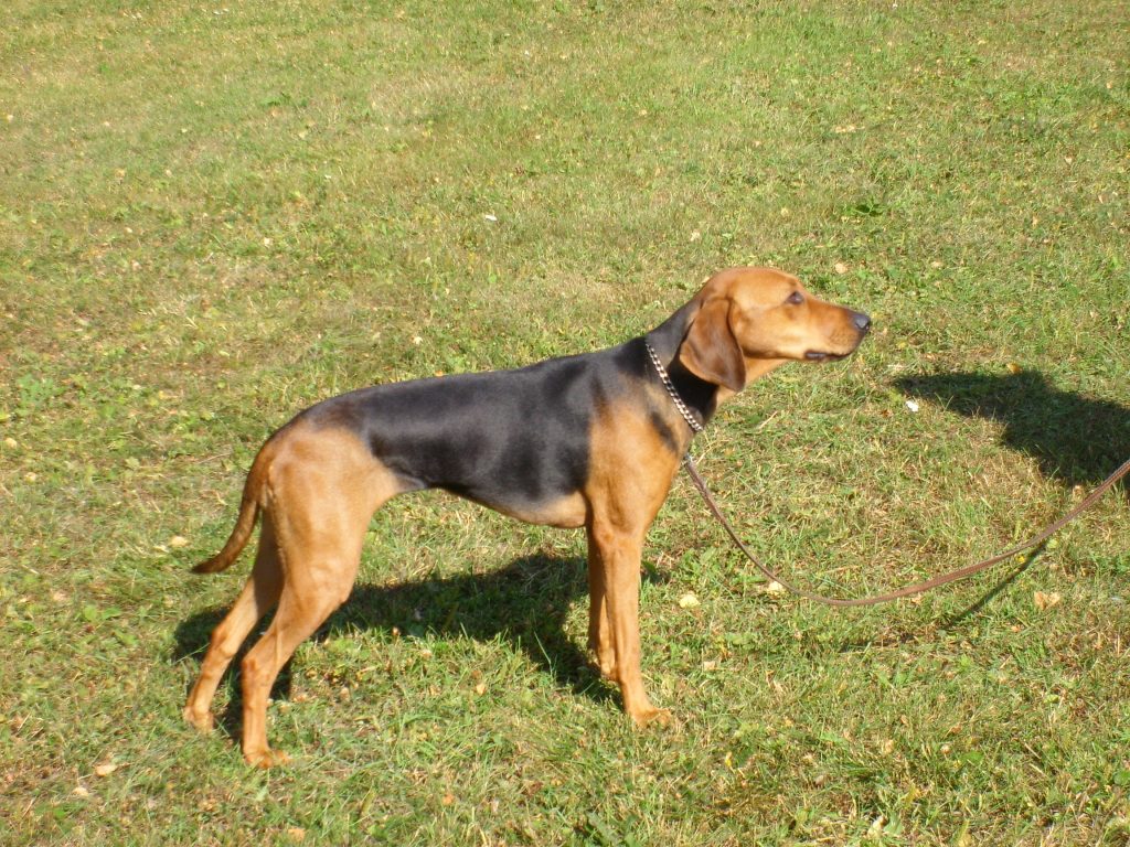 Schillerstövare Dog At ease around children.