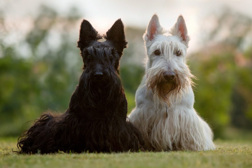 Scottish Terrier Dog two different colours