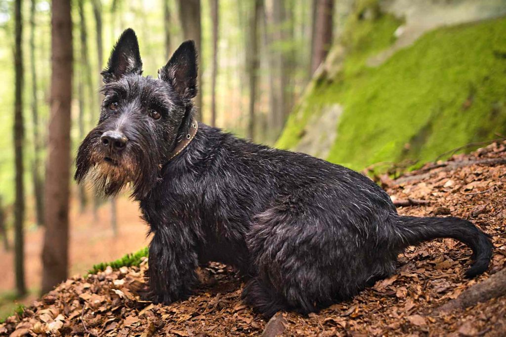 Scottish Terrier Dog Clean air is beneficial for one's health