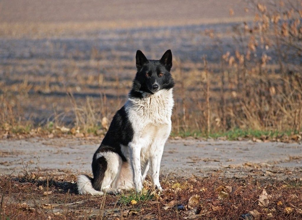 Russo-European Laika Dog At ease around children.