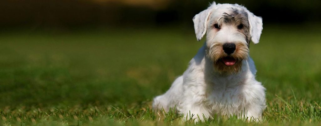 Sealyham Terrier Dog Prepared for training