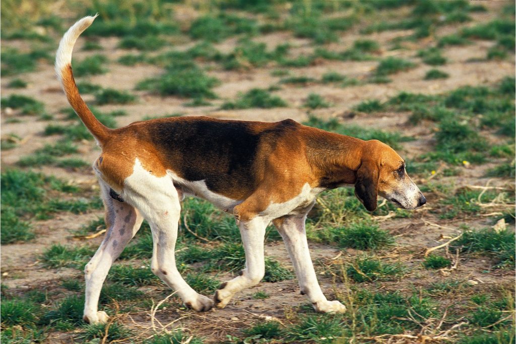 Serbian Hound Dog walk exercise