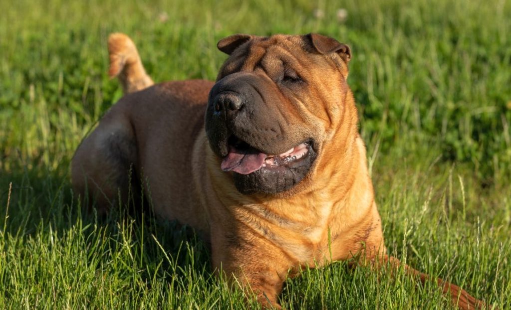 shar pei dog Taking in fresh air improves overall well-being
