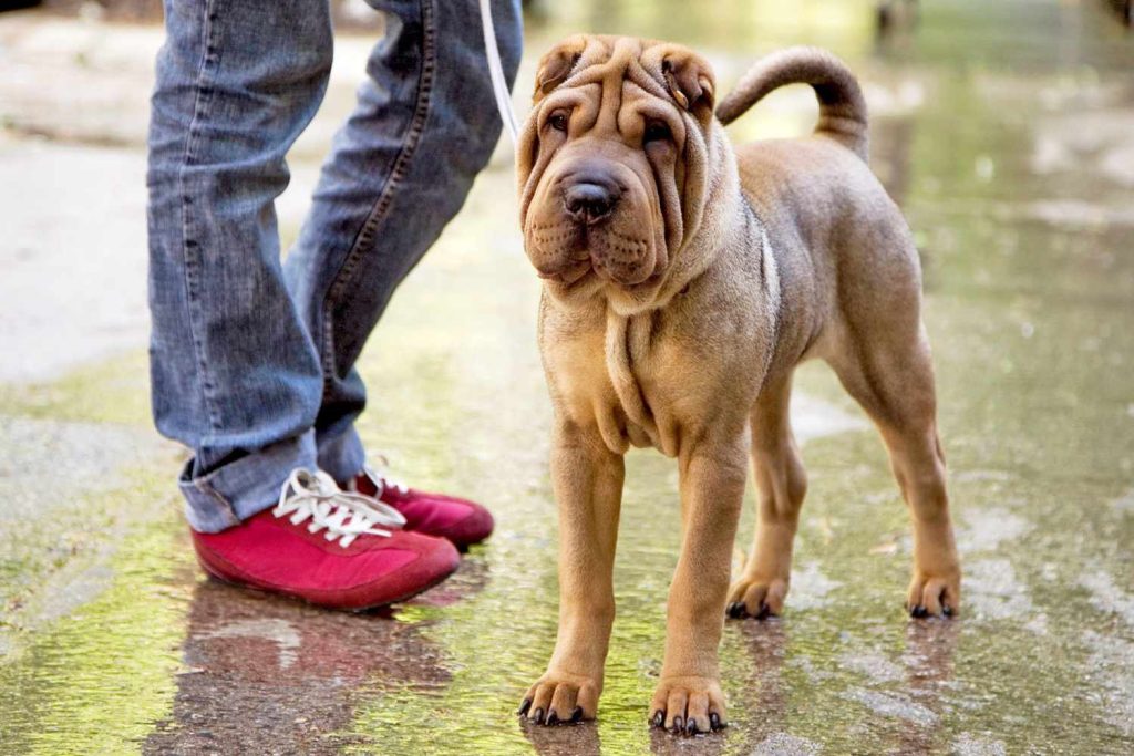 Chinese Shar-Pei Dog Ready for the training session with owner