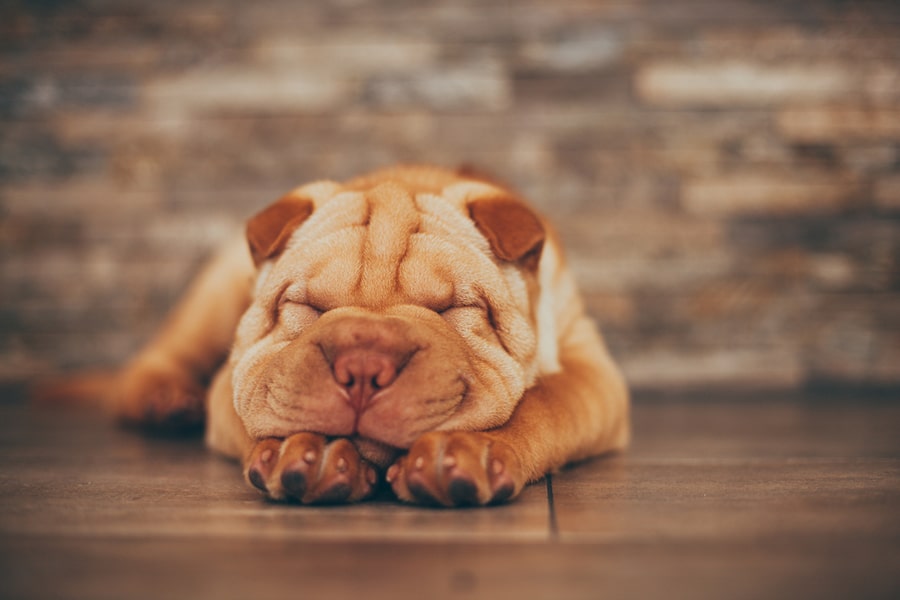Where Are Shar-Pei From and Why Are They Wrinkly?