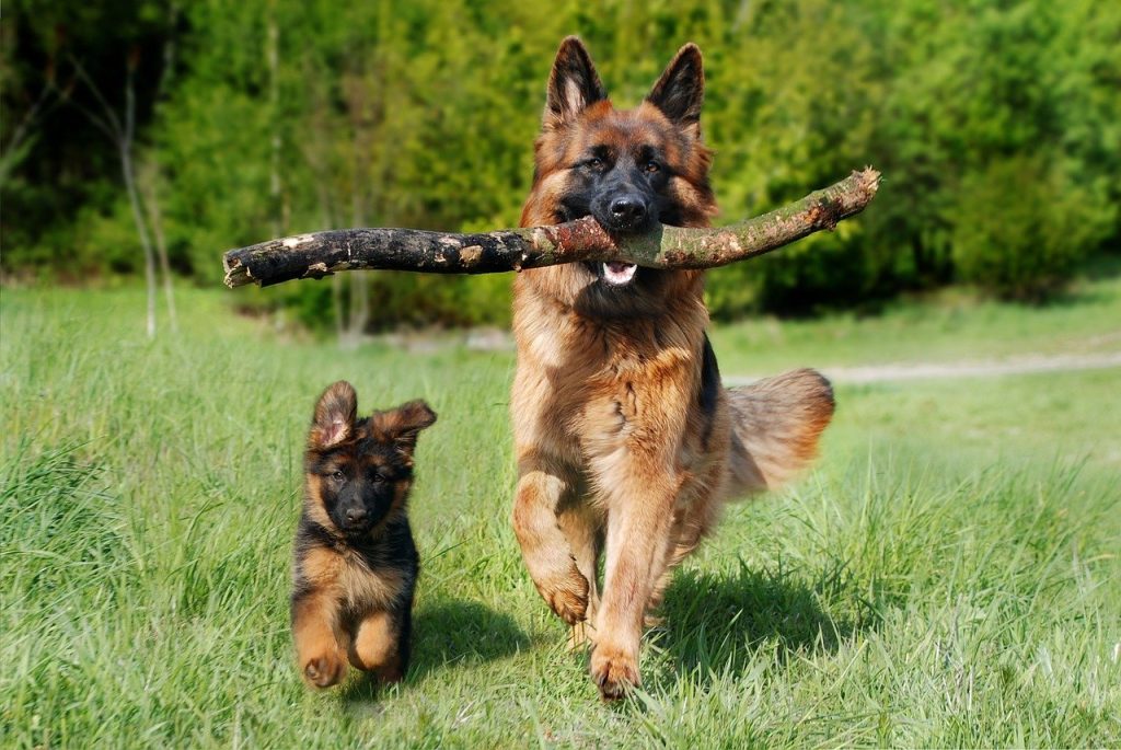 German Shepherd Dog training with pappy 