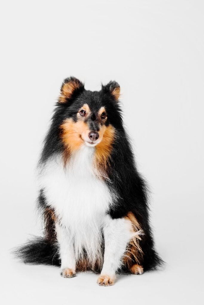 Shetland Sheepdog Dog Breed Information