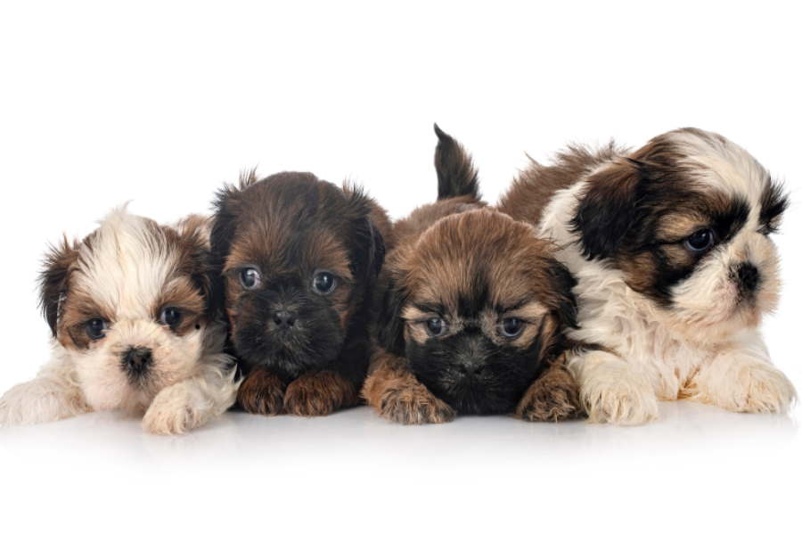 Shih Tzu Dog in different colours