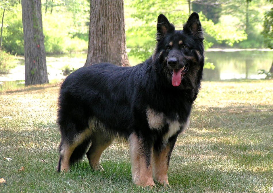 Shiloh Shepherd Dog Breed Information