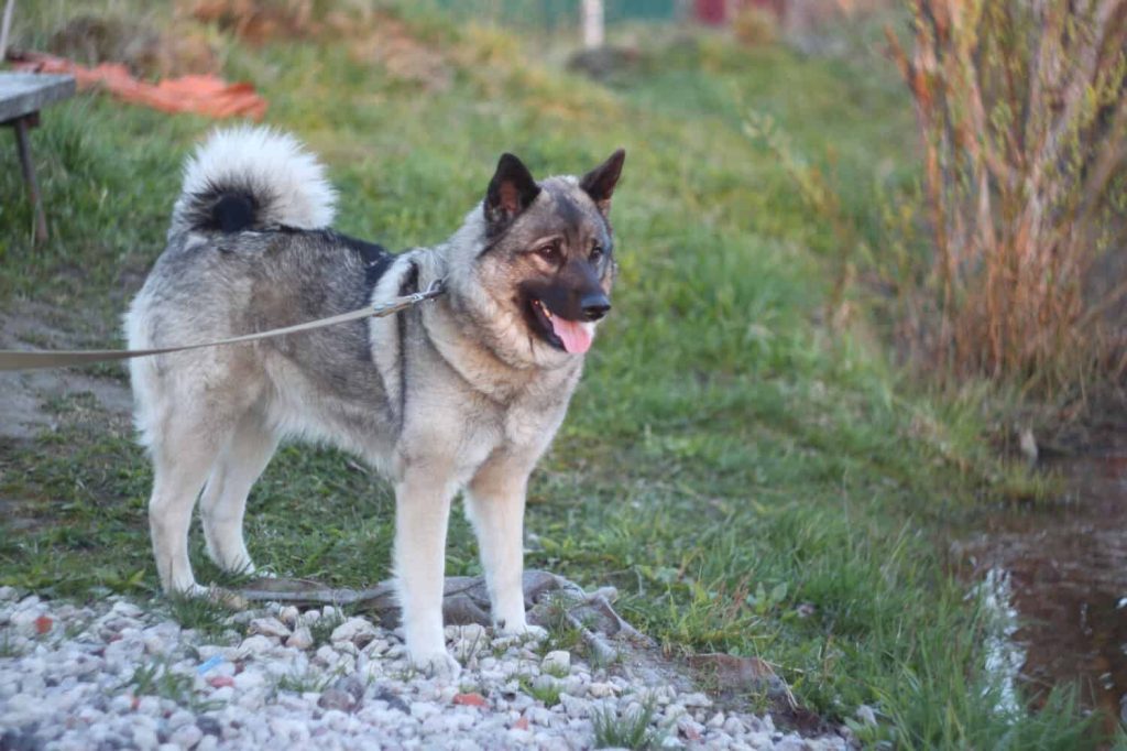 Norwegian Elkhound Dog comfortable with kids