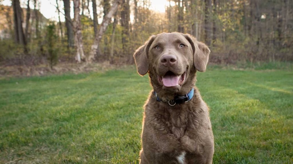 Chesapeake Bay Retriever Dog Intensity of Playful Behavior