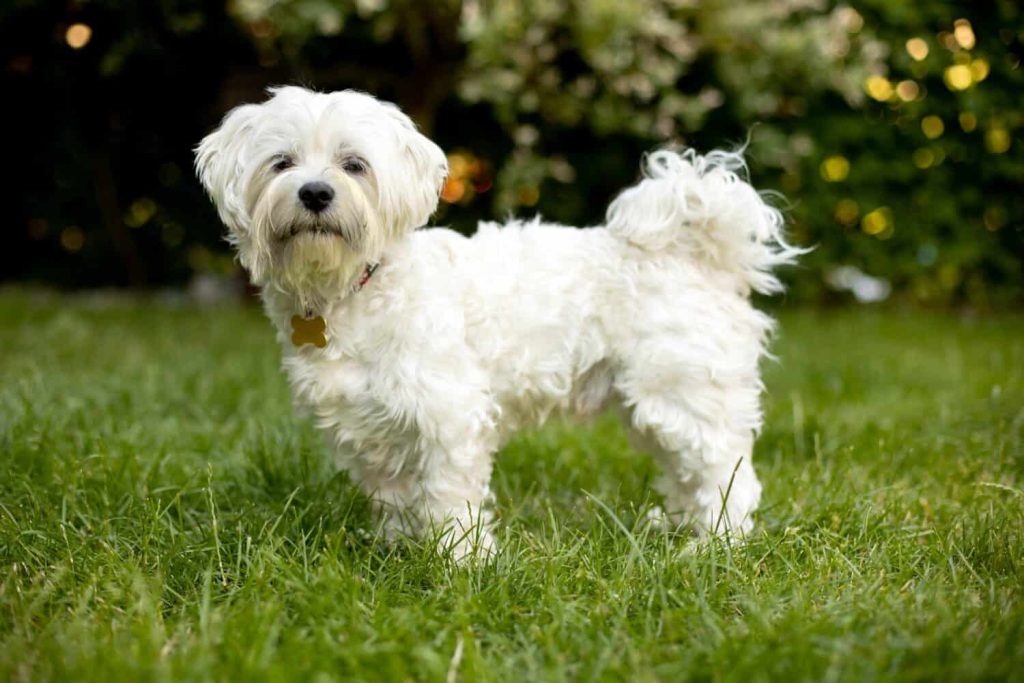 Maltese Terrier Dog
