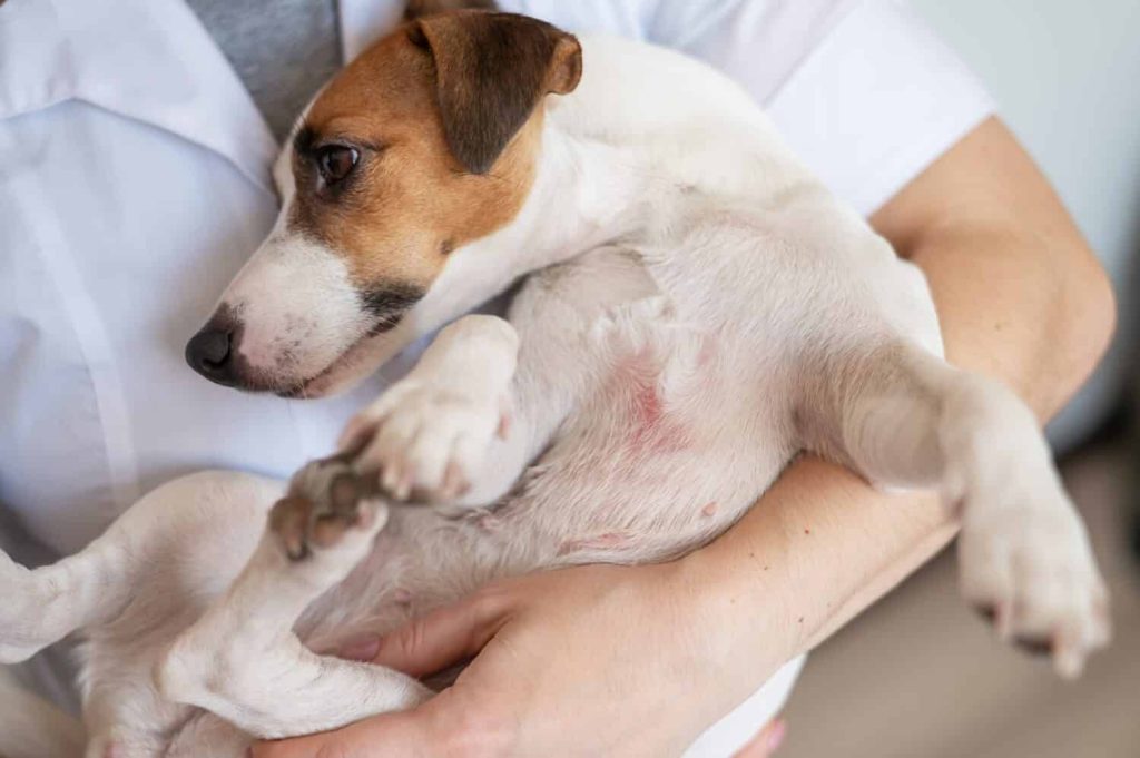 The 22 Most Common Health Problems in Jack Russells - A-Z Animals
