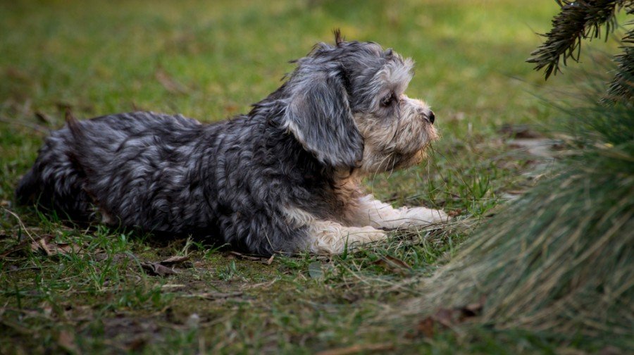 Dandie Dinmont Terrier | Dog Breed Info