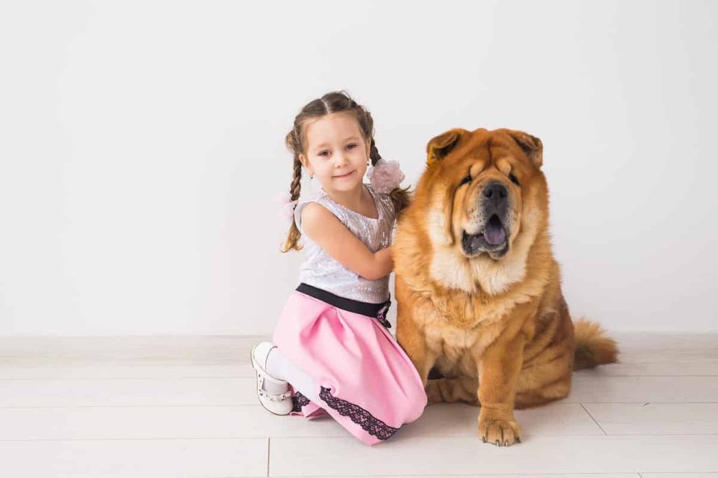 Long Haired Chow Chow Dog happy with kid