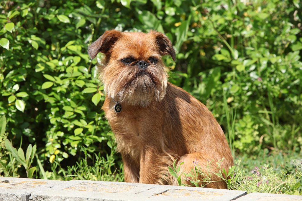 Brussels Griffon Dog Breathing in fresh air contributes to overall well-being