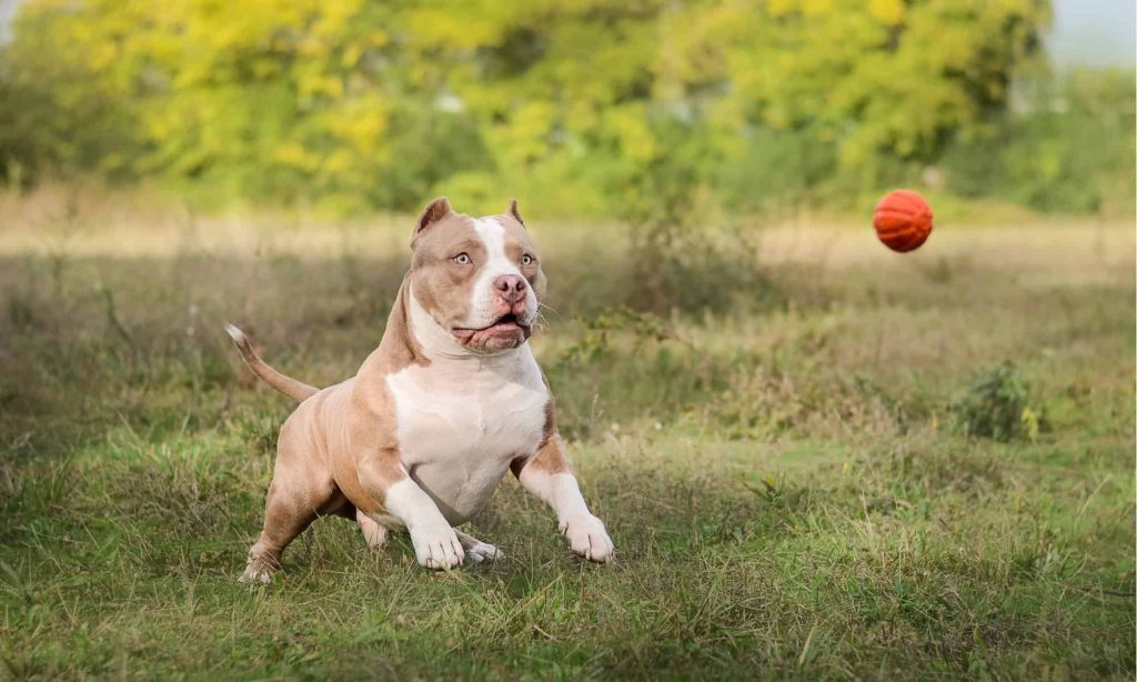 American Bully Dog training with ball