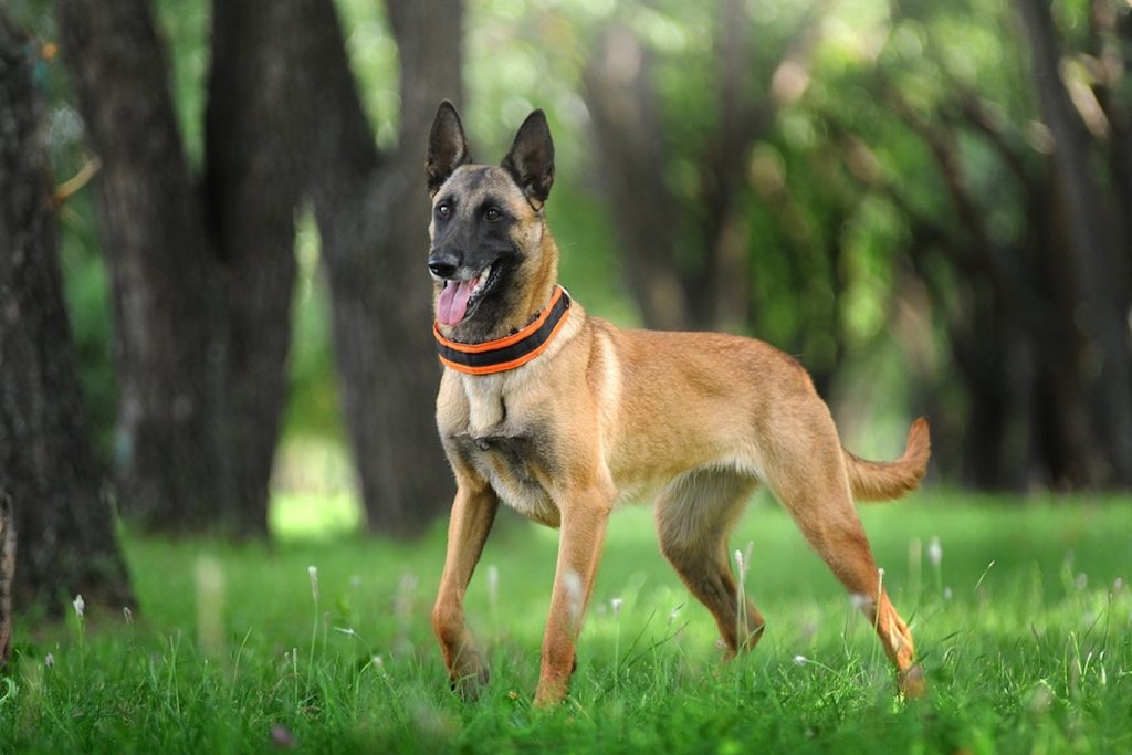 Malinois (or Mechelen) Belgian Shepherd Dog most popular color 