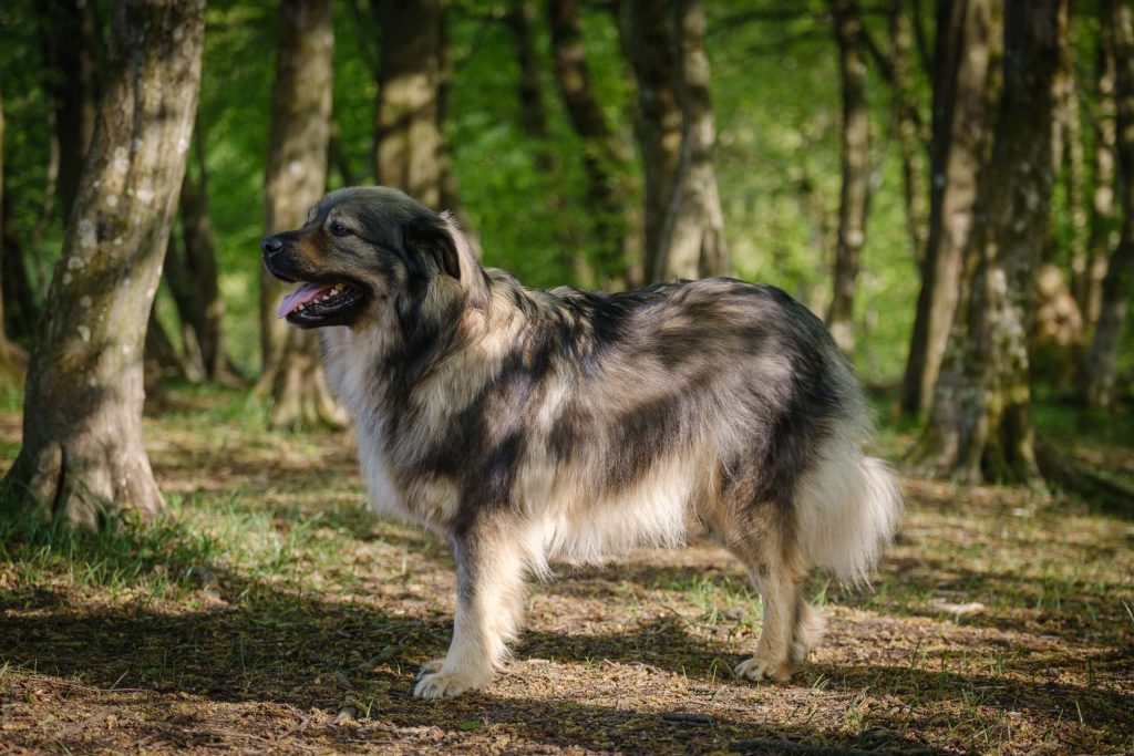 Karst Shepherd Dog