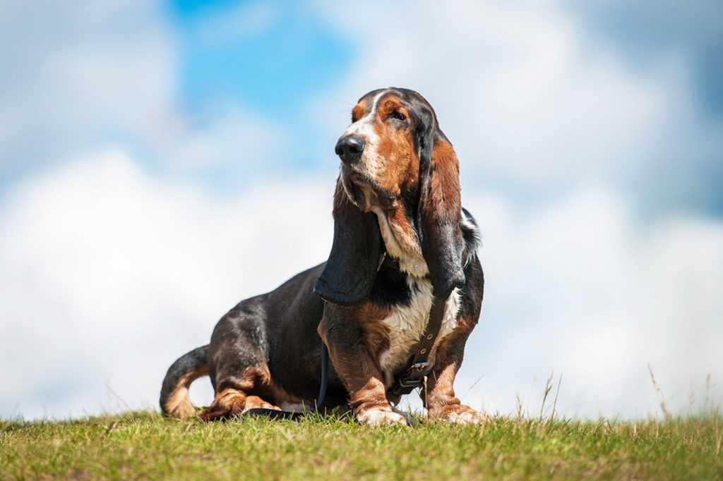 Basset Hound Dog Breathing in fresh air contributes to overall well-being