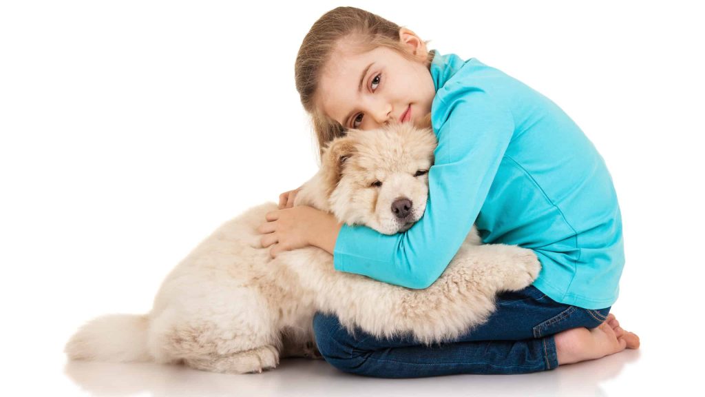 Are Chow Chows Good With Kids? What Parents Need To Know