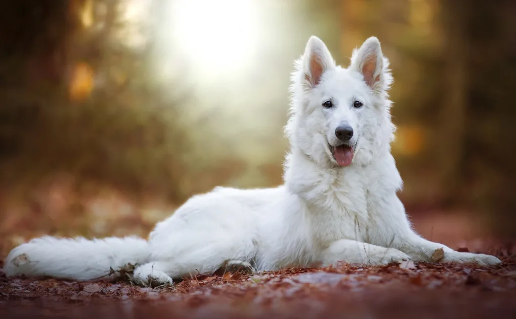 White Swiss Shepherd Dog