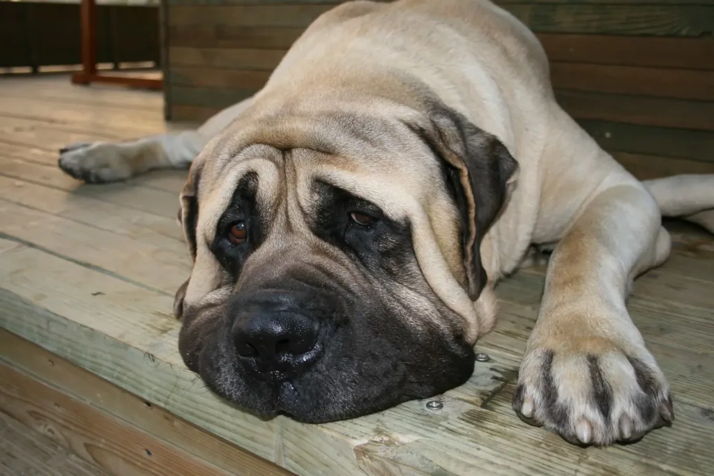English Mastiff Dog Dog housing necessitates a comfortable and secure environment