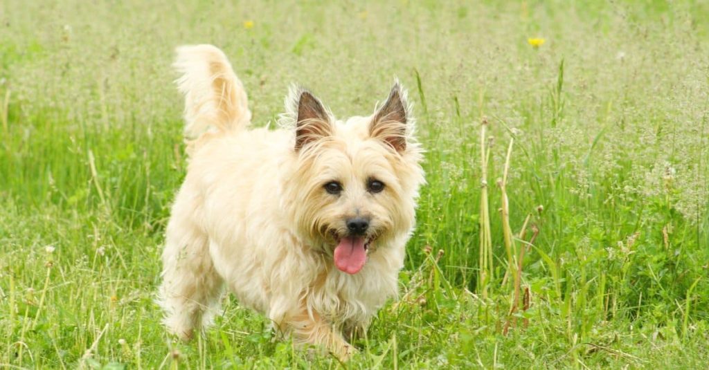Cairn Terrier Dog Intensity of Playful Behavior