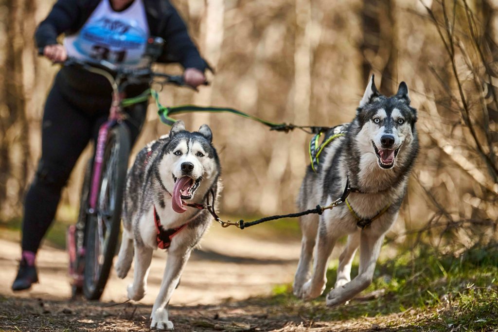Siberian Husky Dog with trainer