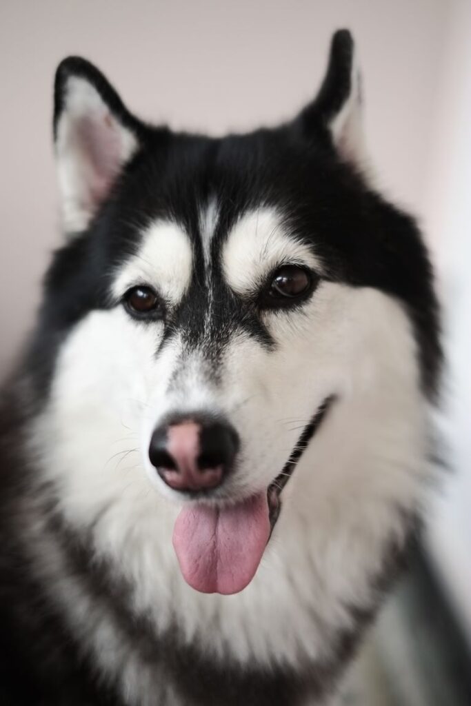 Siberian Husky Dog Breed Information