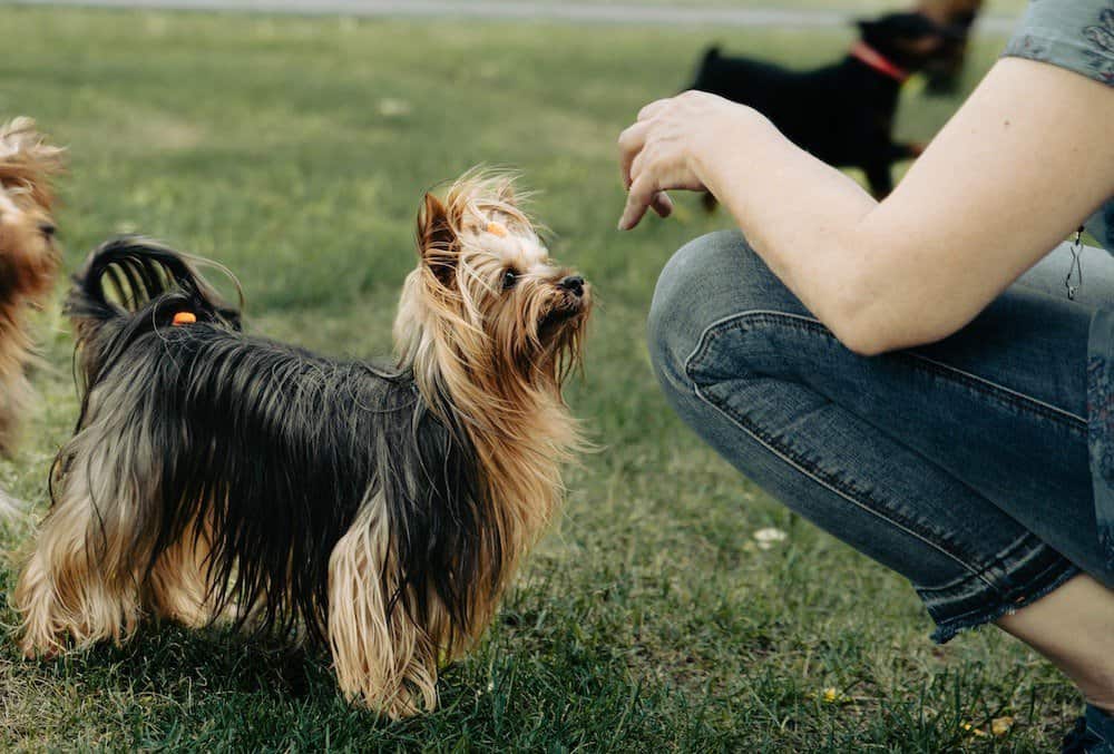 Silky Terrier Dog with trainer