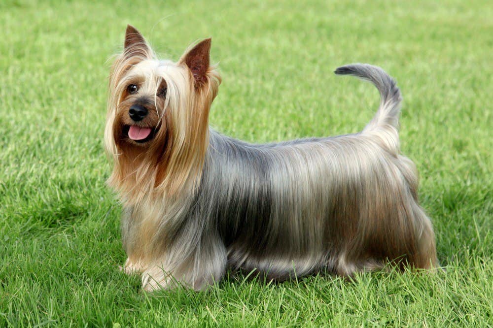 Silky Terrier Dog on grass