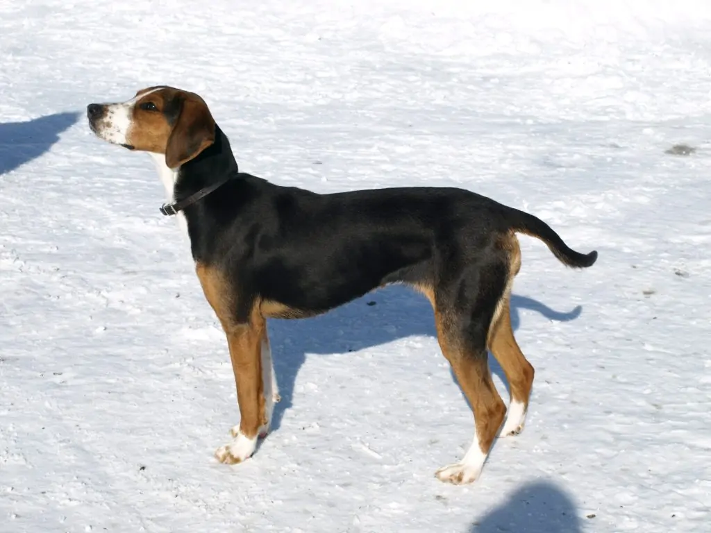 Sinhala Hound Dog stand in snow