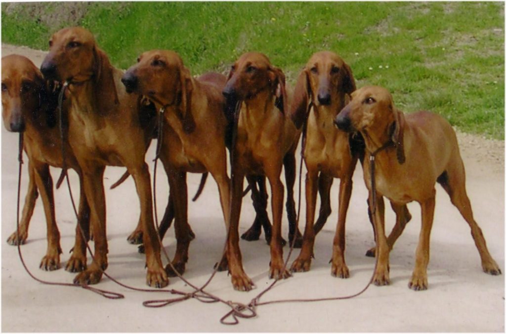 Sinhala Hound Dogs in diferent sizes