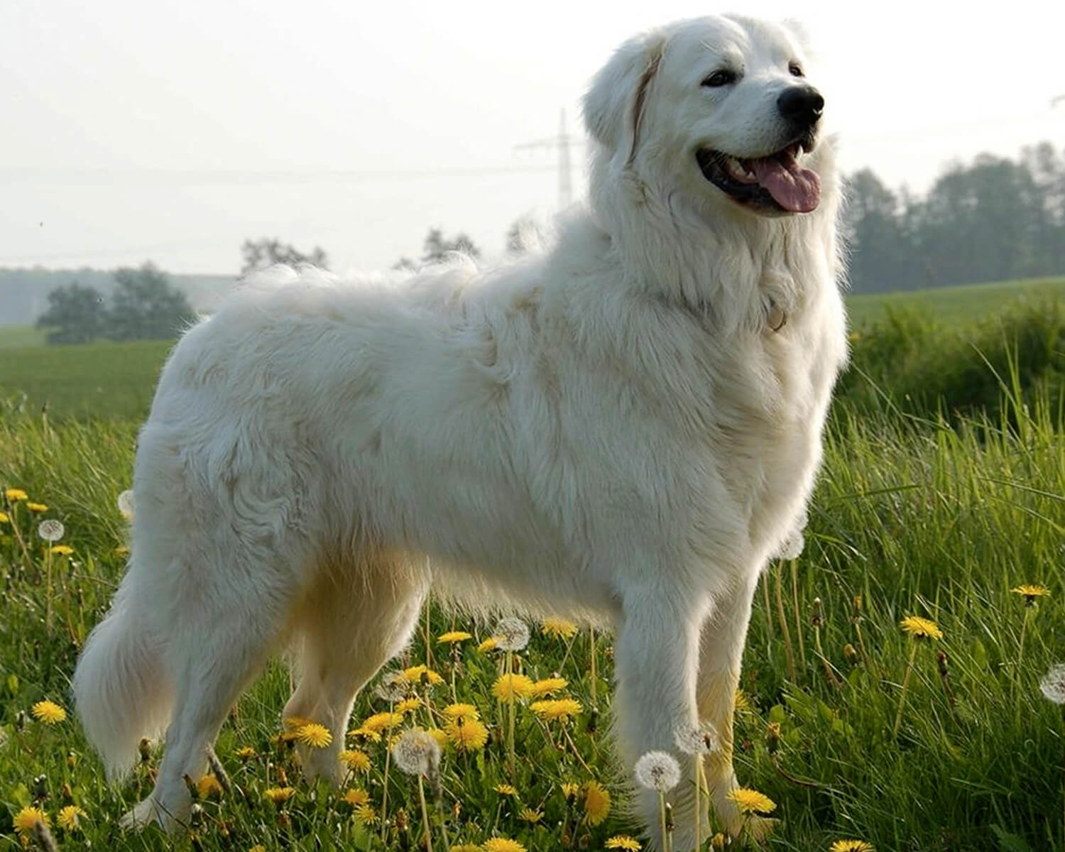 Slovenský Cuvac Dog Breed Information