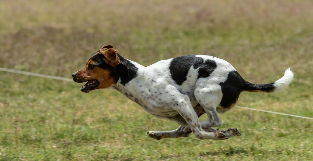 Danish-Swedish Farmdog Dog running exercise