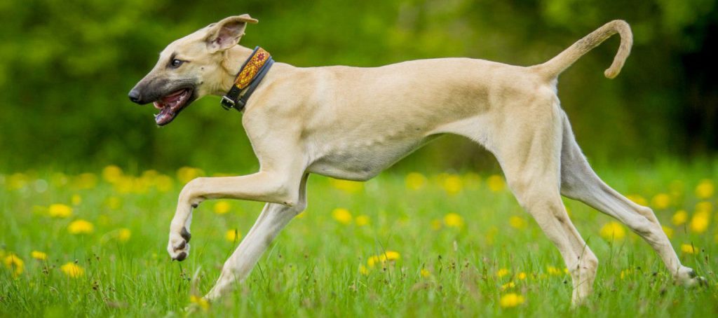 Banjara Hound Dog running training