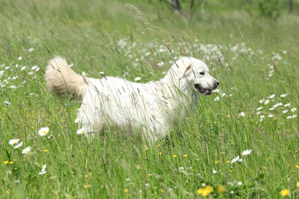 Slovenský Cuvac Dog breathing fresh air